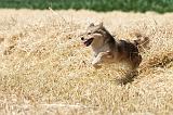 CHIEN FINNOIS DE LAPONIE 519